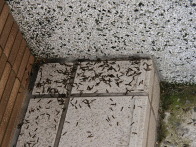 ホームインスペクション　羽蟻の発生（シロアリ